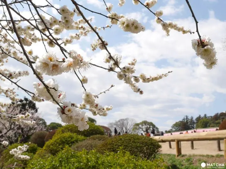 【茨城縣水戶】到日本三名園偕樂園賞梅跟弘道館夜晚點燈