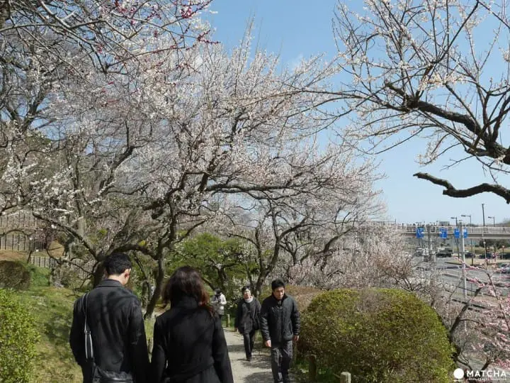 【茨城縣水戶】到日本三名園偕樂園賞梅跟弘道館夜晚點燈