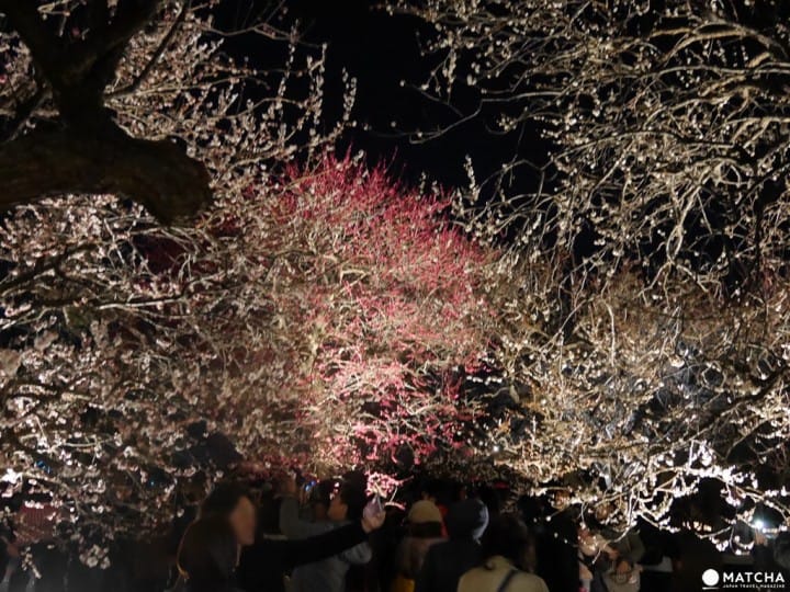 【茨城縣水戶】到日本三名園偕樂園賞梅跟弘道館夜晚點燈