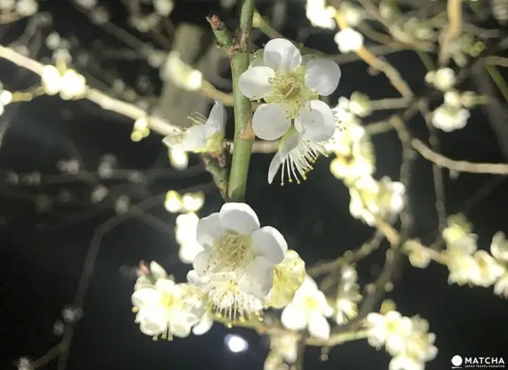 【茨城縣水戶】到日本三名園偕樂園賞梅跟弘道館夜晚點燈