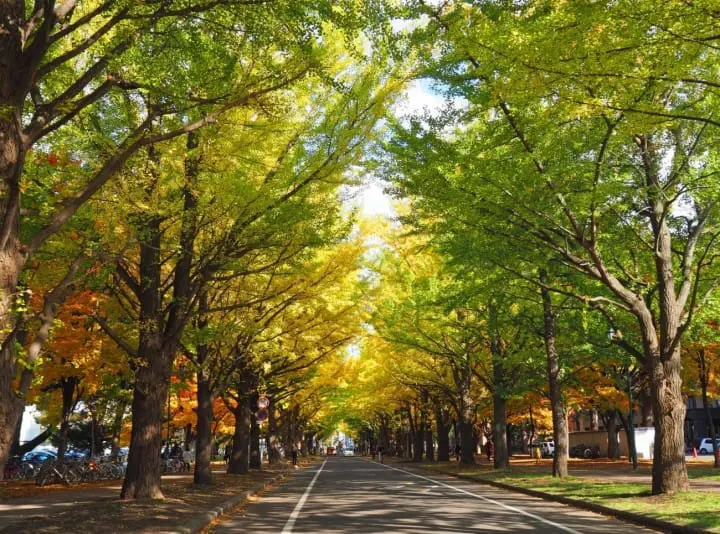 札幌自由行一日游