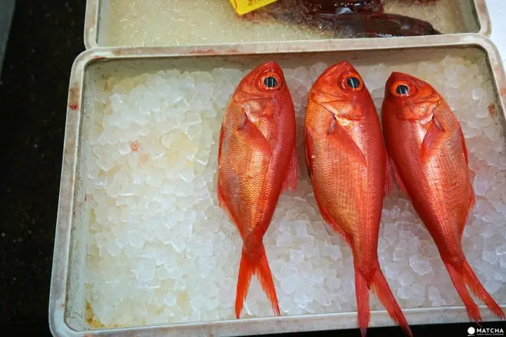 数十種の魚介類を身近で見られる足立市場ワーキングツアー