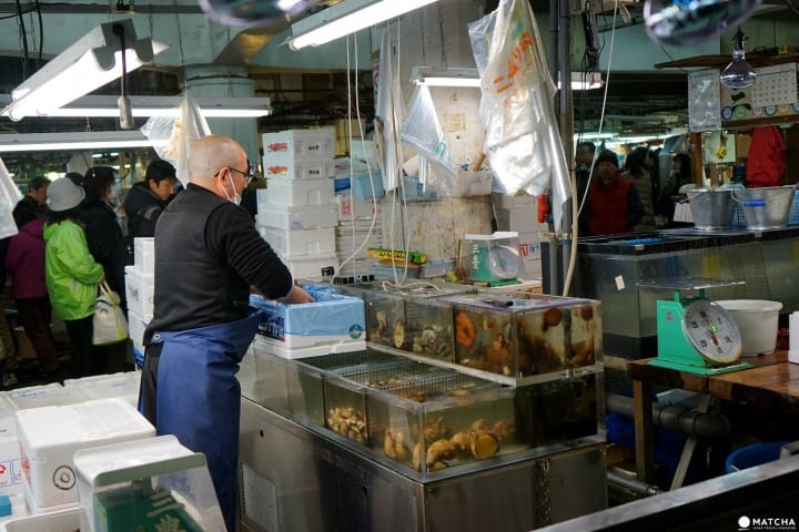 数十種の魚介類を身近で見られる足立市場ワーキングツアー