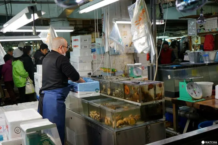 数十種の魚介類を身近で見られる足立市場ワーキングツアー