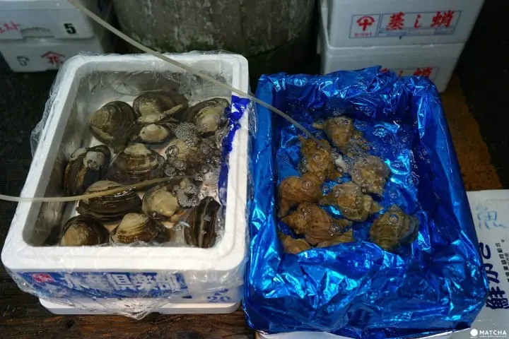 数十種の魚介類を身近で見られる足立市場ワーキングツアー