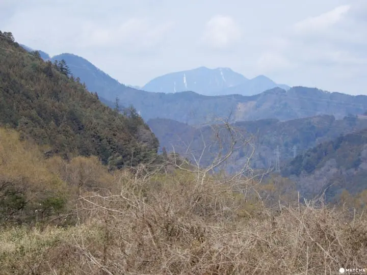 A memorable excursion by steam locomotive through Shizuoka’s tea fields and the scenic Oigawa River 