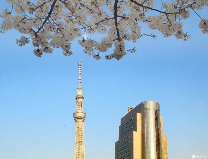 Tokyo’s Cherry Blossoms Spirit: A Photo Book
