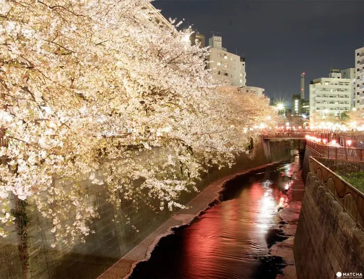 Tokyo’s Cherry Blossoms Spirit: A Photo Book