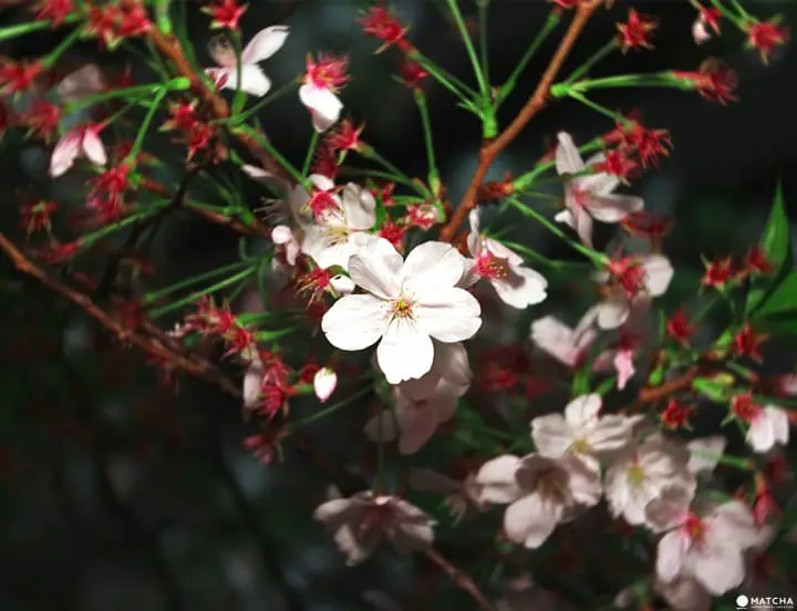 Tokyo’s Cherry Blossoms Spirit: A Photo Book