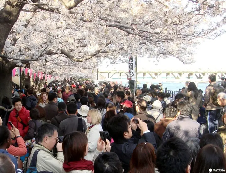 Tokyo’s Cherry Blossoms Spirit: A Photo Book