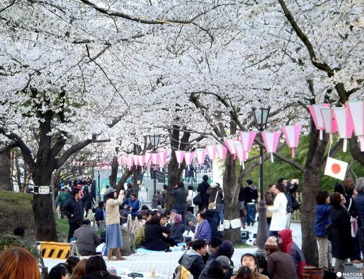 Tokyo’s Cherry Blossoms Spirit: A Photo Book