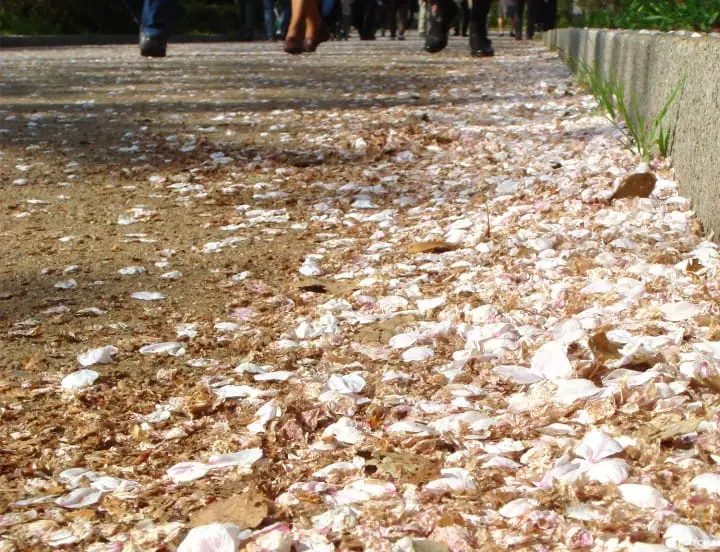 Tokyo’s Cherry Blossoms Spirit: A Photo Book