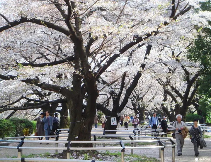 Tokyo’s Cherry Blossoms Spirit: A Photo Book