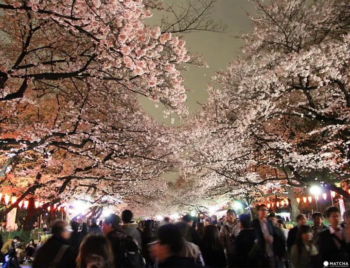 Tokyo’s Cherry Blossoms Spirit: A Photo Book