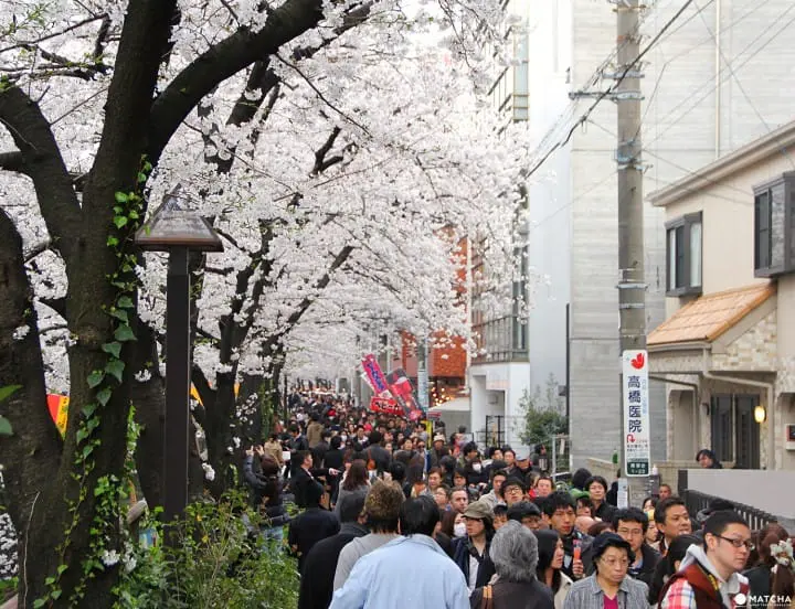 Tokyo’s Cherry Blossoms Spirit: A Photo Book