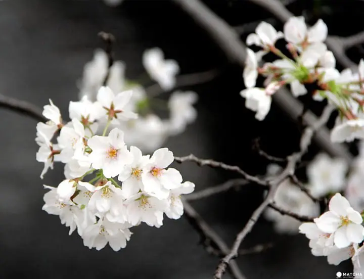 Tokyo’s Cherry Blossoms Spirit: A Photo Book