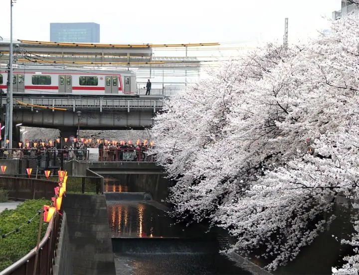 Tokyo’s Cherry Blossoms Spirit: A Photo Book