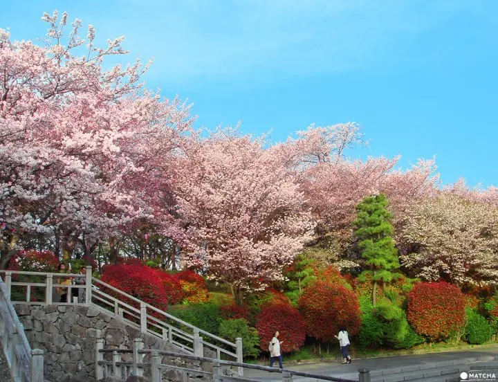 Tokyo’s Cherry Blossoms Spirit: A Photo Book