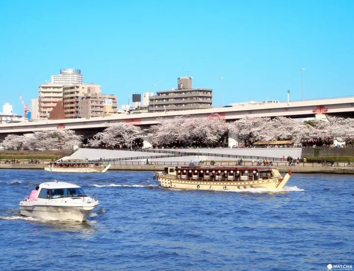 Tokyo’s Cherry Blossom Spirit: A Photo Book