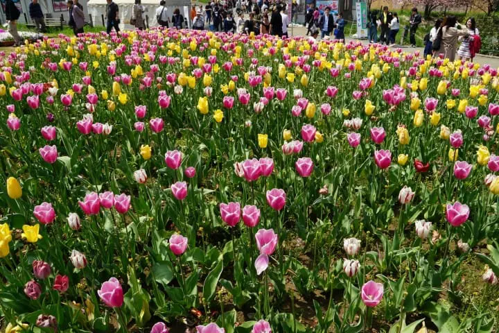 【東京近郊】4、5月繼續追花去！埼玉秩父賞芝櫻一日遊！