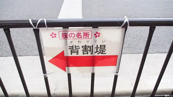 京都八幡市 赏樱 告白的最佳地点淀川河川公园背割堤