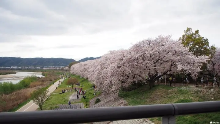 京都八幡市 赏樱 告白的最佳地点淀川河川公园背割堤