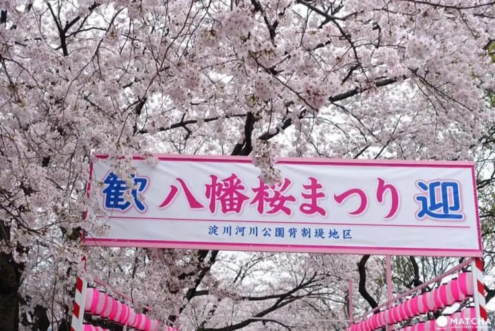 京都八幡市 赏樱 告白的最佳地点淀川河川公园背割堤