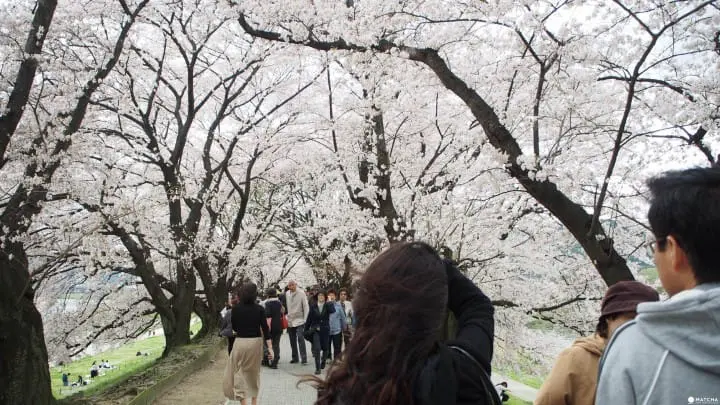 京都八幡市 赏樱 告白的最佳地点淀川河川公园背割堤