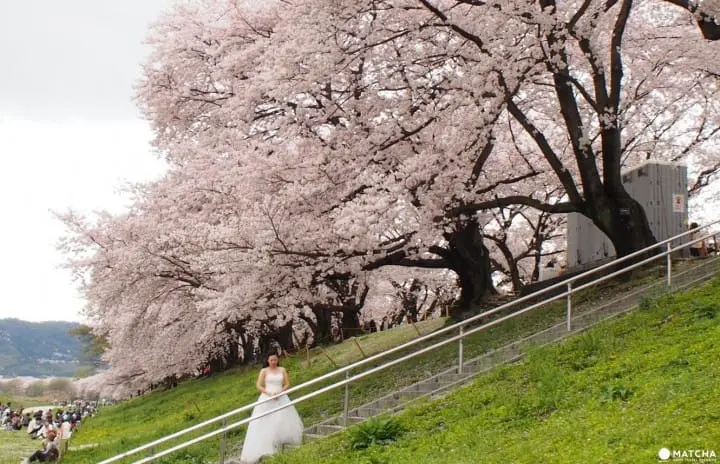 京都八幡市 赏樱 告白的最佳地点淀川河川公园背割堤