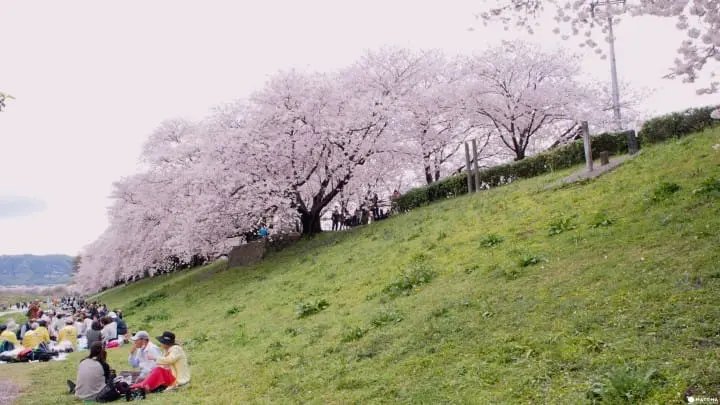 京都八幡市 赏樱 告白的最佳地点淀川河川公园背割堤