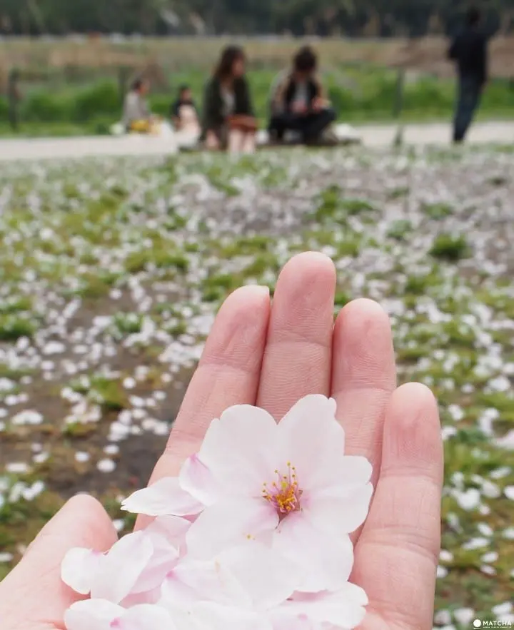京都八幡市 赏樱 告白的最佳地点淀川河川公园背割堤