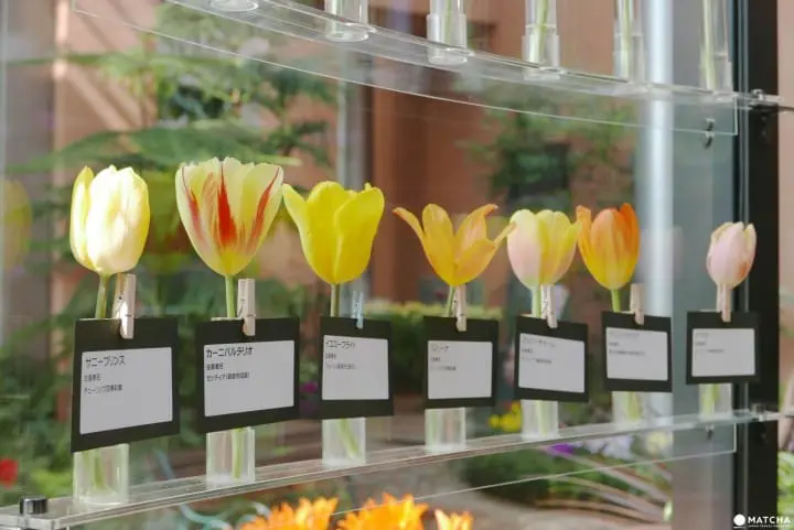 郁金香四季彩馆