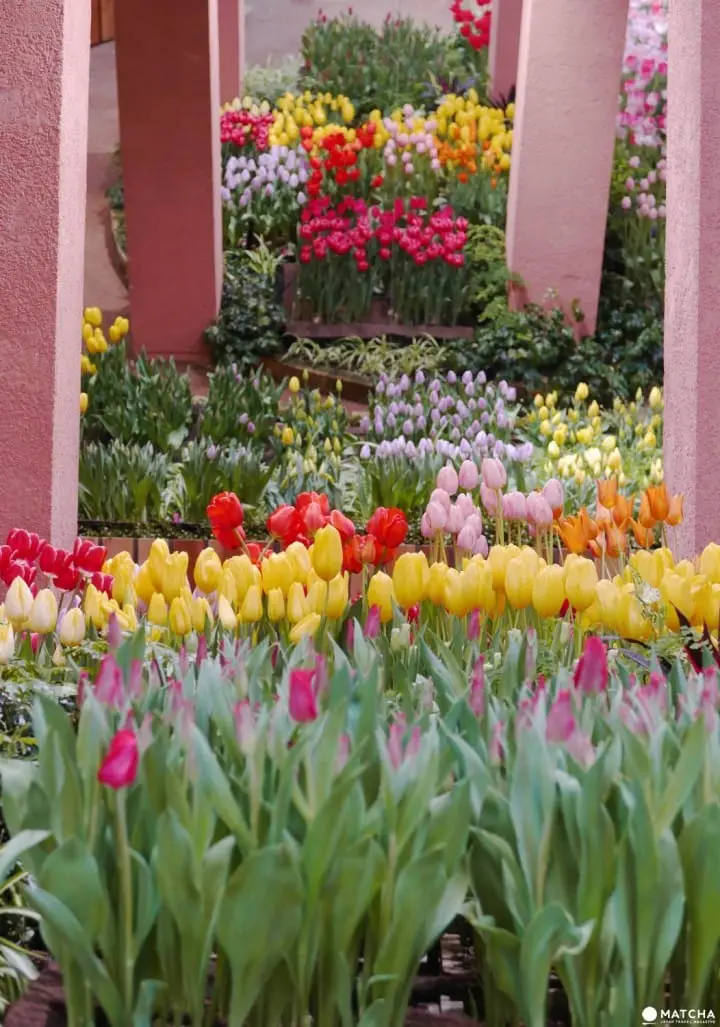 郁金香四季彩馆