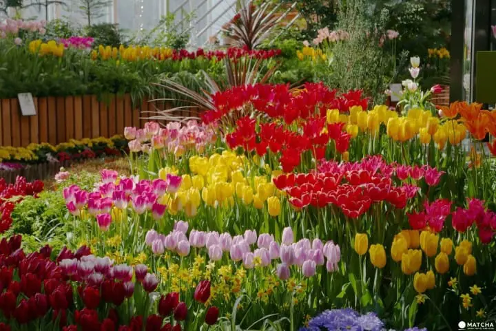 郁金香四季彩馆