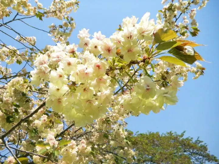 關西賞櫻名所　大阪造幣局百樣品種櫻花齊放
