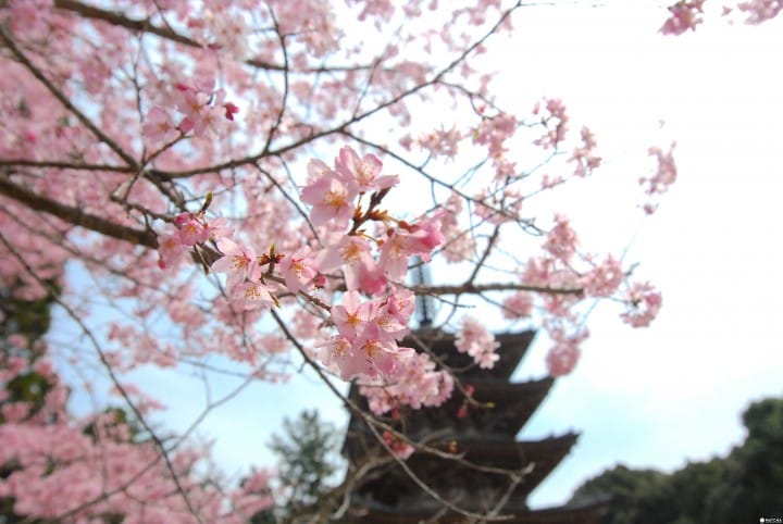 【京都】賞櫻旺季時最快的移動方式!地鐵東西線賞櫻篇