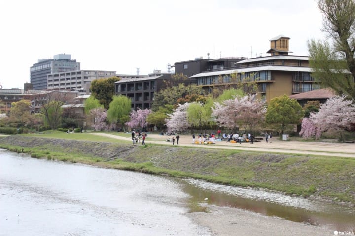 【京都】旺季時最快的移動方式!京都市地下鐵景點介紹——東西線賞櫻篇