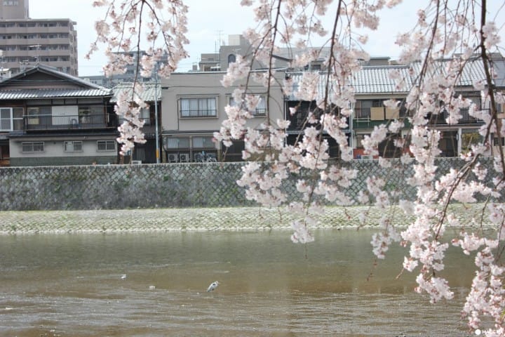 【京都】旺季時最快的移動方式!京都市地下鐵景點介紹——東西線賞櫻篇