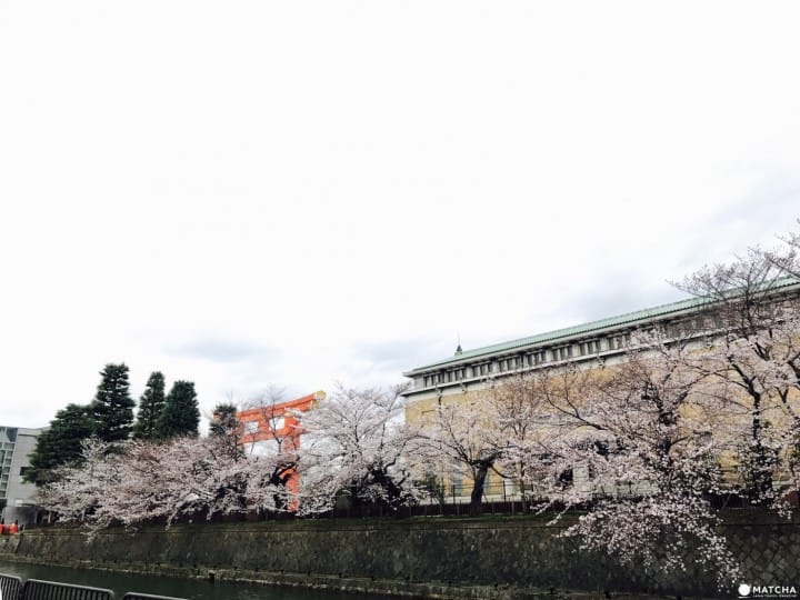 【京都】旺季時最快的移動方式!京都市地下鐵景點介紹——東西線賞櫻篇