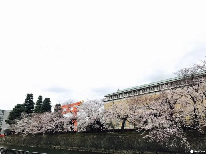 【京都】旺季時最快的移動方式！京都市地下鐵景點介紹——東西線賞櫻篇