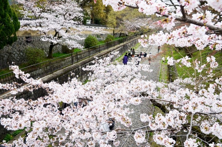 【京都】旺季時最快的移動方式!京都市地下鐵景點介紹——東西線賞櫻篇