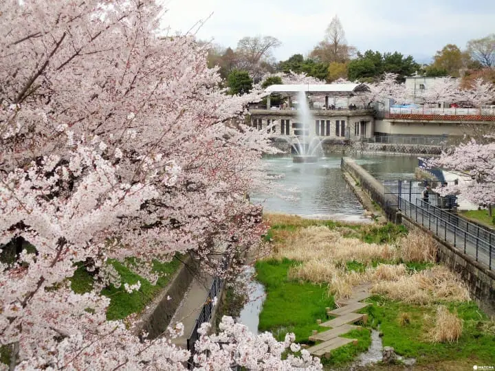 【京都】旺季時最快的移動方式！京都市地下鐵景點介紹——東西線賞櫻篇