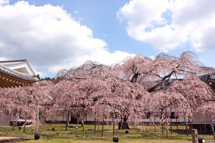 【京都】旺季時最快的移動方式!京都市地下鐵景點介紹——東西線賞櫻篇