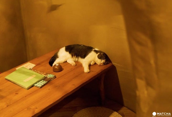 CatCafe てまりのおうち