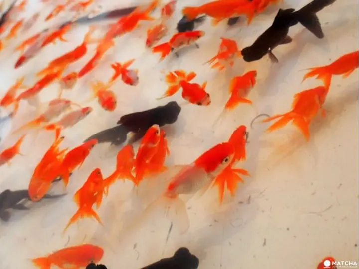 【和歌山】 賞櫻！賞城！賞喵星人!