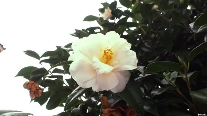 【京都】什麼！？京都也有城！京都伏見桃山城