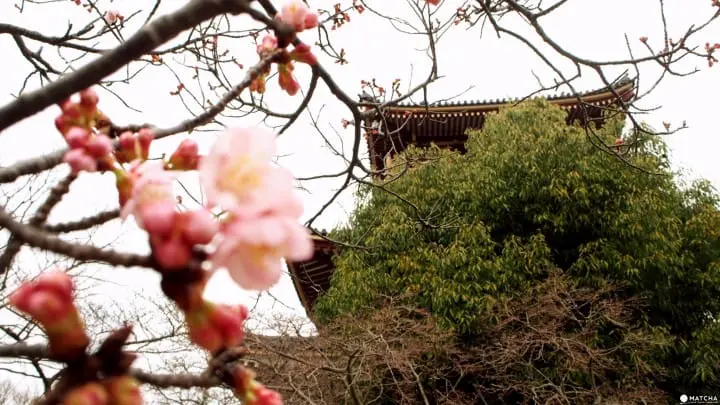 【京都】什麼！？京都也有城！京都伏見桃山城