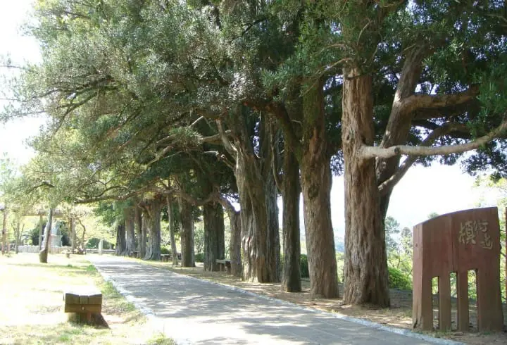 羅漢松的林蔭道