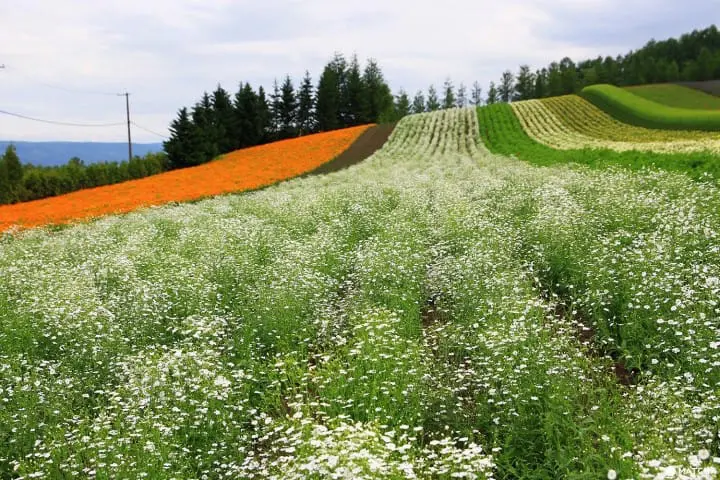 Furano-Biei – A summer escape to fairytale world