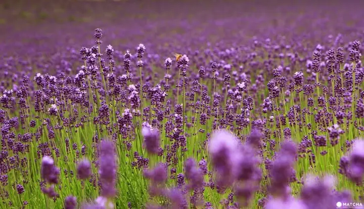 Furano-Biei – A summer escape to fairytale world